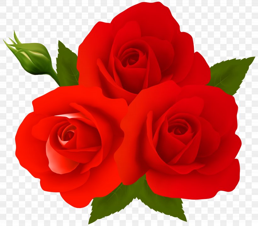 Garden Roses Centifolia Roses Clip Art, PNG, 8000x7020px, Centifolia Roses, China Rose, Cut Flowers, Floral Design, Floribunda Download Free