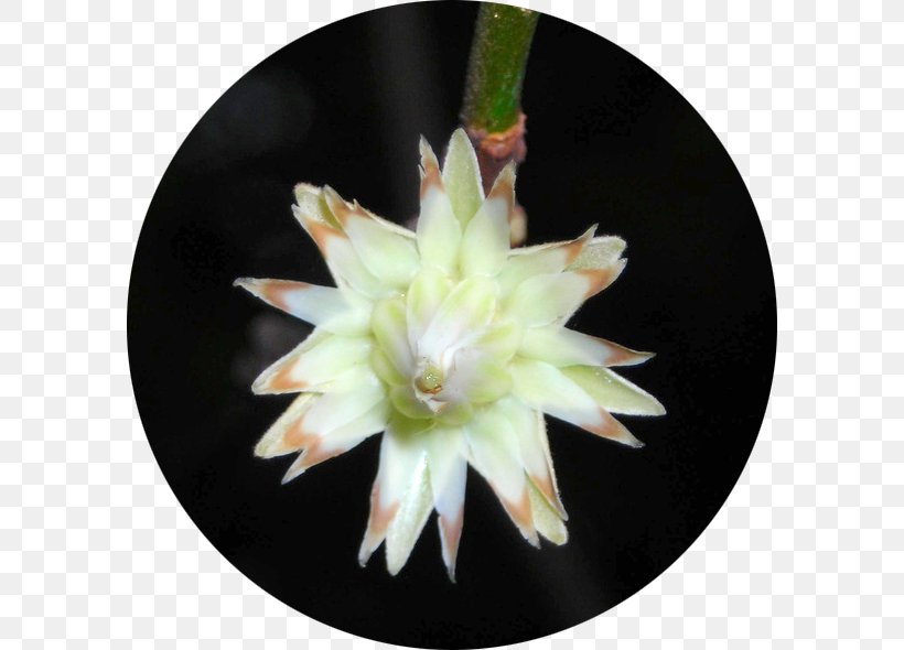 Spanish Cherry Flower Cactus Medicinal Plants, PNG, 590x590px, Spanish Cherry, Cactus, Flower, Flowering Plant, Library Download Free