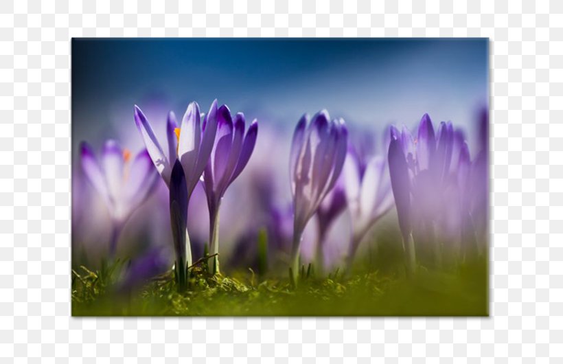 Crocus Desktop Wallpaper Flower Stock Photography, PNG, 750x530px, Crocus, Flora, Flower, Flowering Plant, Grass Download Free