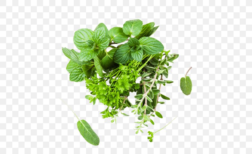 Herb Oregano Parsley Marjoram Spice, PNG, 500x500px, Herb, Basil, Dill, Food, German Chamomile Download Free