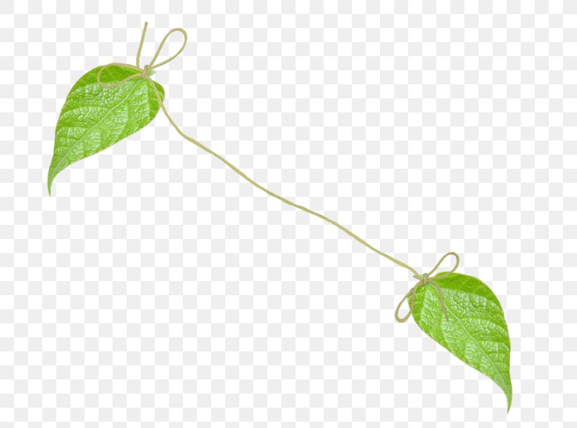 Leaf Branch Clip Art Plant Stem, PNG, 700x609px, Leaf, Blog, Branch, Flower, Herb Download Free