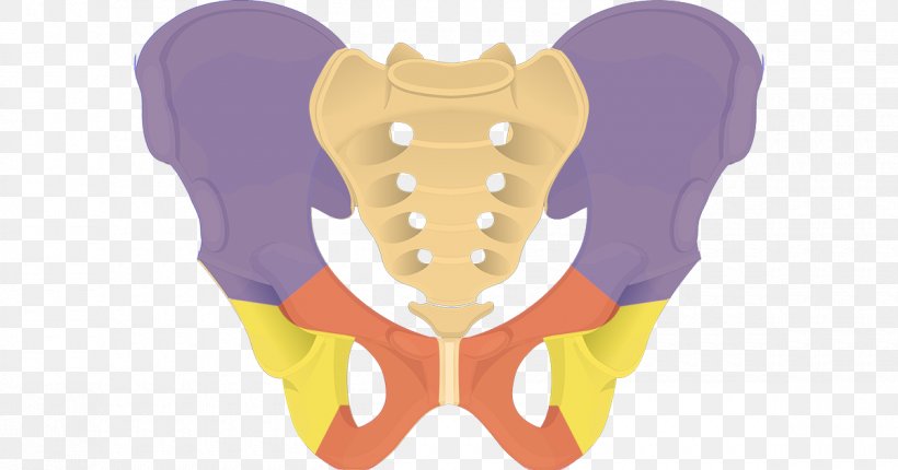 Hip Bone Pelvis Iliac Crest Pubis, PNG, 1200x630px, Watercolor, Cartoon, Flower, Frame, Heart Download Free