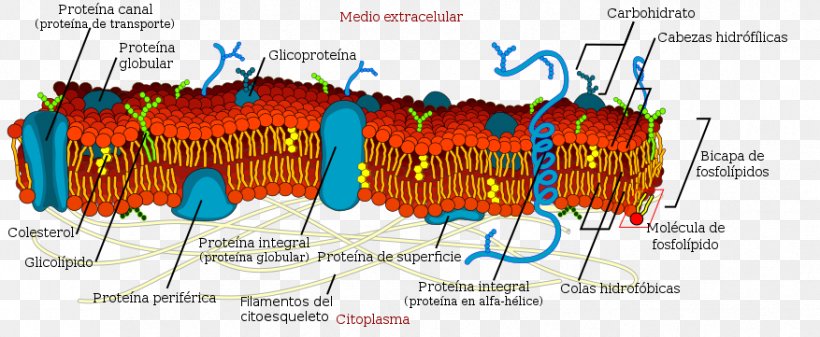 Cell Membrane Biological Membrane Biology, PNG, 877x361px, Cell Membrane, Biological Membrane, Biology, Cell, Cell Biology Download Free