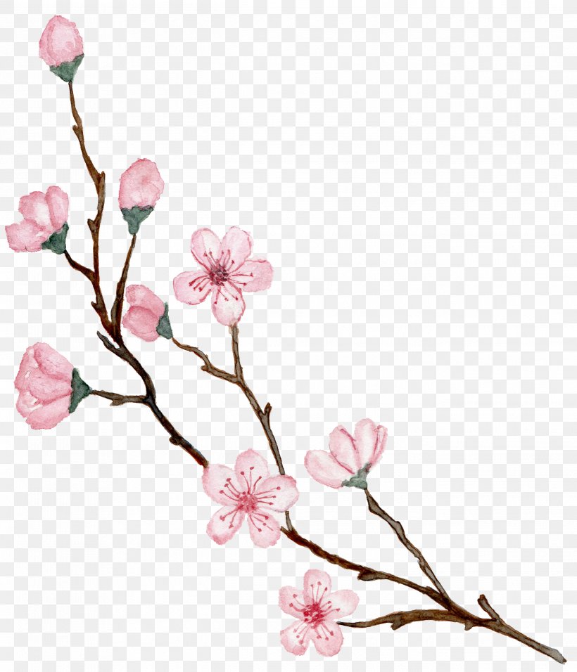 Cherry Blossom Design Drawing Illustration, PNG, 2688x3136px, Cherry Blossom, Art, Blossom, Botany, Branch Download Free