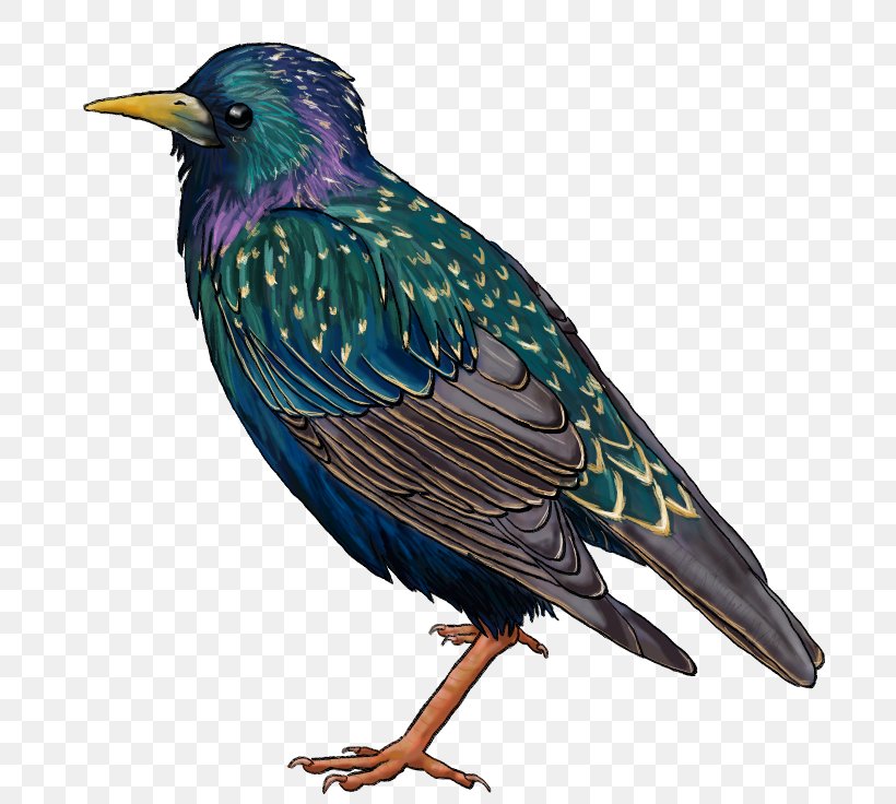Common Starling Drawing Beak, PNG, 715x736px, Common Starling, Animal, Art, Beak, Bird Download Free