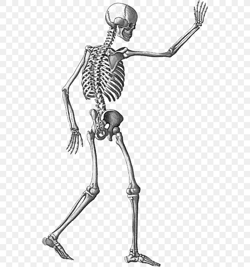 Human Skeleton Appendicular Skeleton Clip Art, PNG, 546x875px, Human Skeleton, Appendicular Skeleton, Arm, Black And White, Bone Download Free