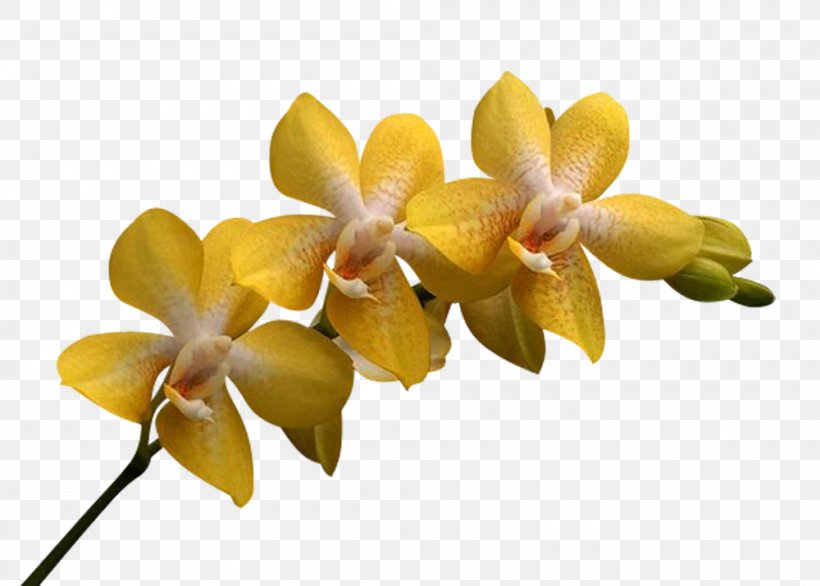 Moth Orchids Cattleya Orchids Flower Petal, PNG, 1000x715px, Moth Orchids, Cattleya, Cattleya Orchids, Flower, Flowering Plant Download Free