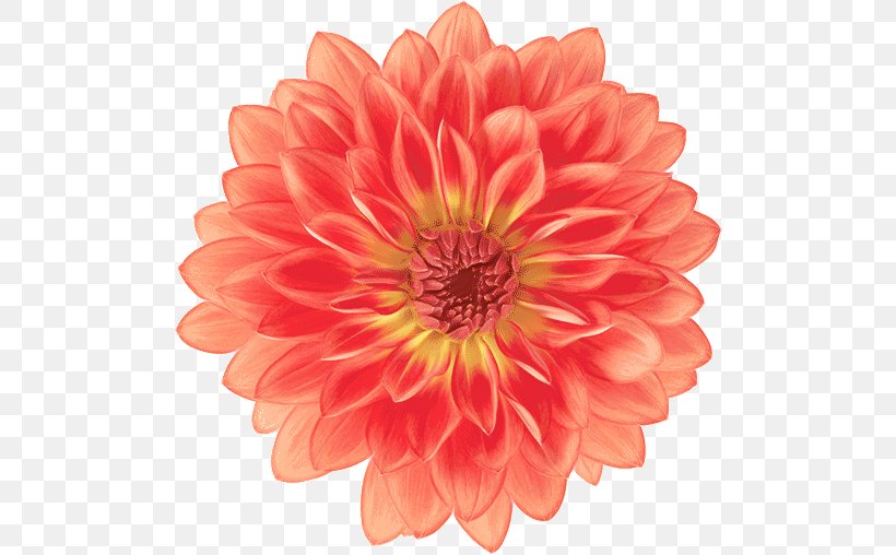 Orange, PNG, 508x508px, Flower, Barberton Daisy, Cut Flowers, Flowering Plant, Gerbera Download Free
