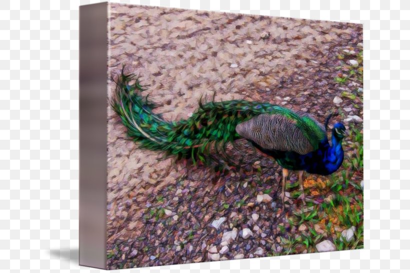 Feather, PNG, 650x547px, Feather, Bird, Fauna, Tail Download Free