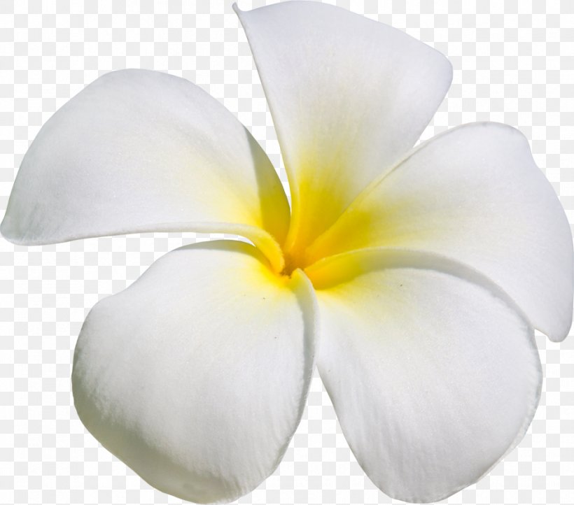 Flower Frangipani Clip Art, PNG, 941x829px, Flower, Champak, Color, Cut Flowers, Digital Image Download Free