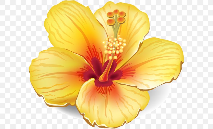 Flower Stock Photography Clip Art, PNG, 600x500px, Flower, Chinese Hibiscus, Flowering Plant, Hawaiian Hibiscus, Hibiscus Download Free