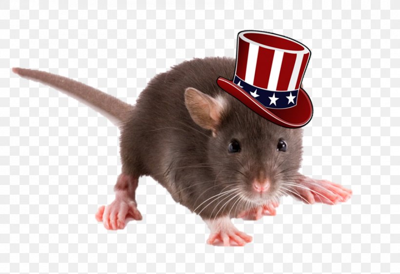 Brown Rat Rodent Squirrel Mus Black Rat, PNG, 900x619px, Brown Rat, Black Rat, Fancy Rat, Gerbil, Mammal Download Free
