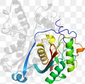 Polyketide Synthase - Clip Art Organism Human Behavior Product PNG
