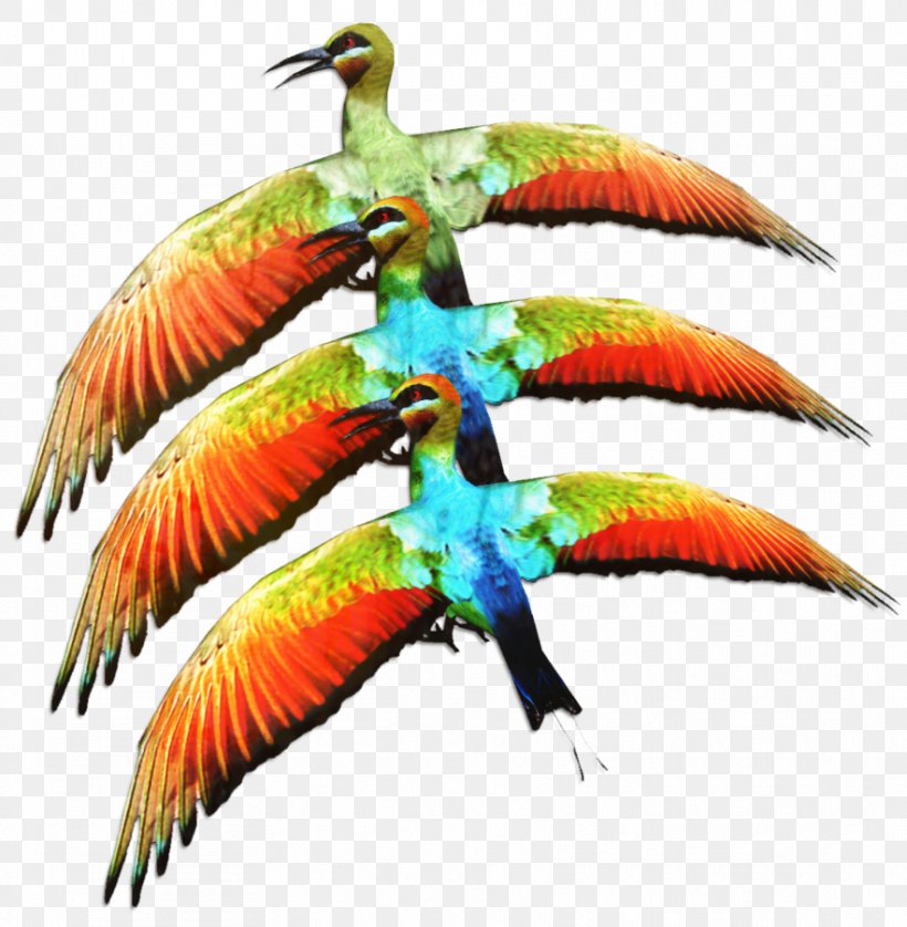 Macaw Parakeet Beak Feather Fauna, PNG, 883x903px, Macaw, Beak, Bird, Bird Supply, Fauna Download Free