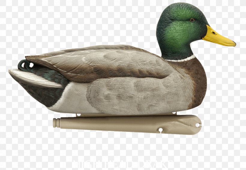 Mallard Duck Decoy Hunting, PNG, 863x597px, Mallard, American Black Duck, Avian Influenza, Beak, Bird Download Free