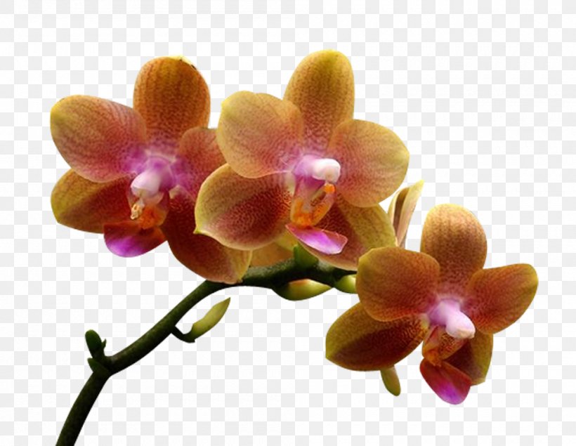 Moth Orchids Dendrobium Orchis, PNG, 1000x775px, Orchids, Dendrobium, Flower, Flowering Plant, Magenta Download Free