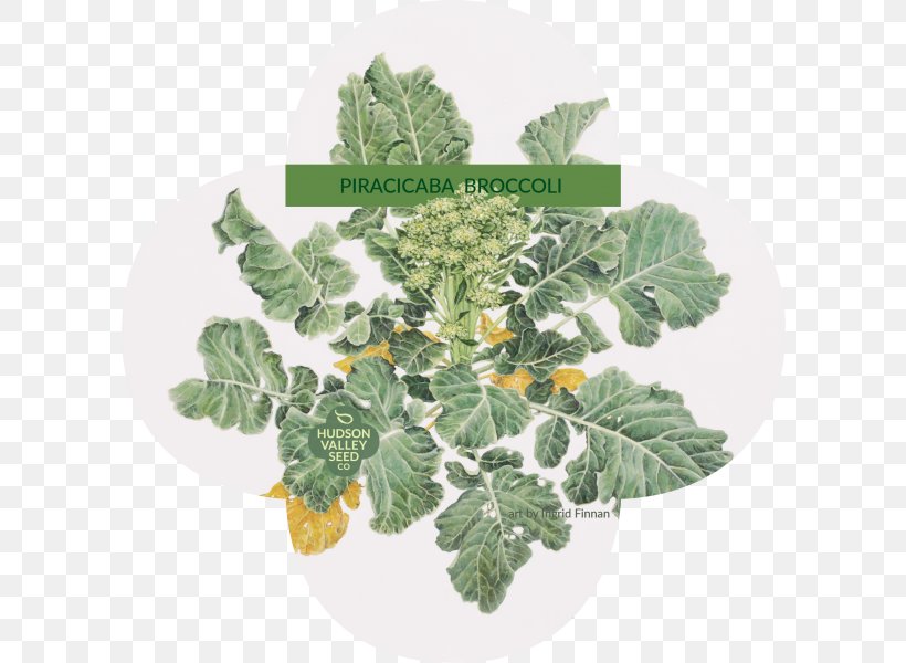 Piracicaba Leaf Vegetable Seed Broccoli, PNG, 800x600px, Piracicaba, Art, Artist, Back Garden, Broccoli Download Free
