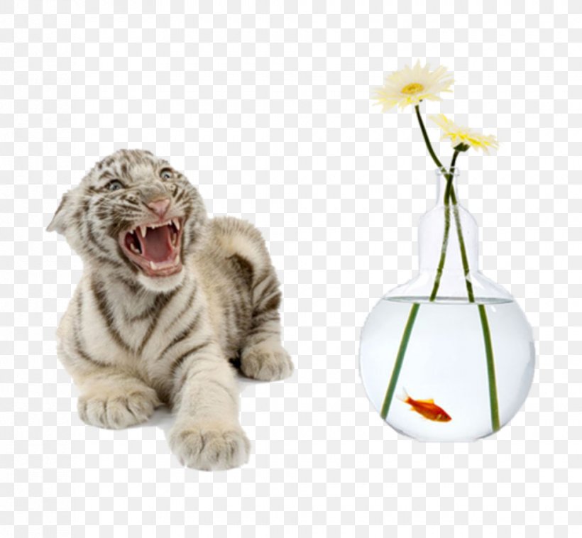 Tiger Cubs Cat White Tiger, PNG, 980x906px, Tiger, Animal, Big Cats, Carnivoran, Cat Download Free