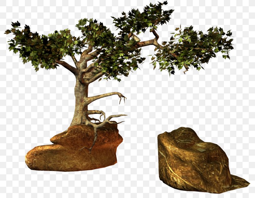 Tree Wood Clip Art, PNG, 800x636px, 2d Computer Graphics, Tree, Bonsai, Forest, Houseplant Download Free