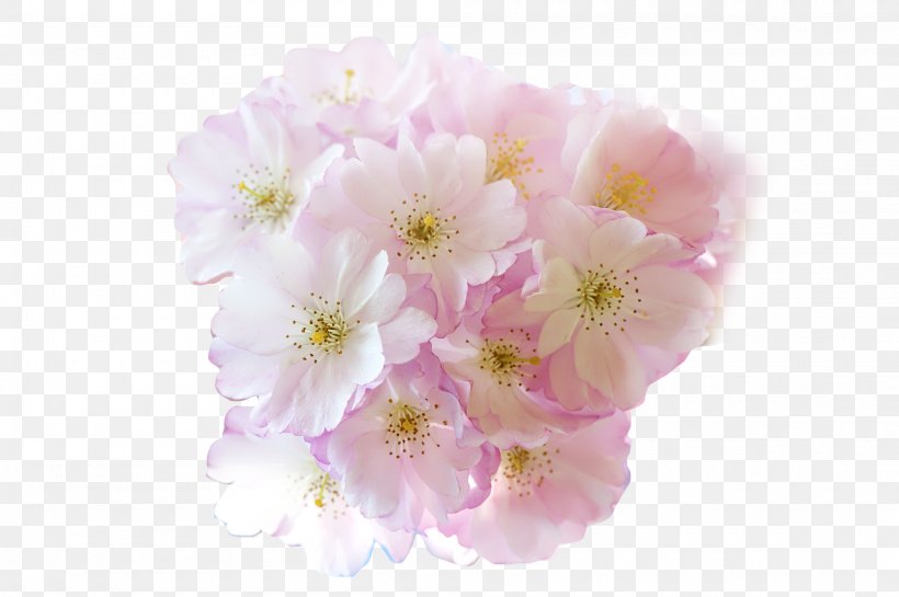 Flower Cherry Blossom, PNG, 2000x1331px, Flower, Blossom, Cherry, Cherry Blossom, Color Download Free