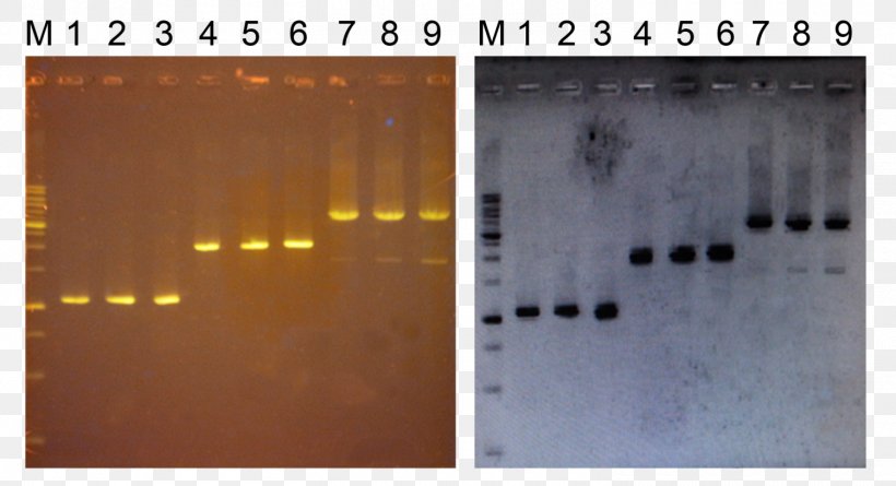 Polymerase Chain Reaction Agarose Gel Electrophoresis DNA, PNG, 1500x815px, Polymerase Chain Reaction, Agarose, Agarose Gel Electrophoresis, Blot, Brand Download Free