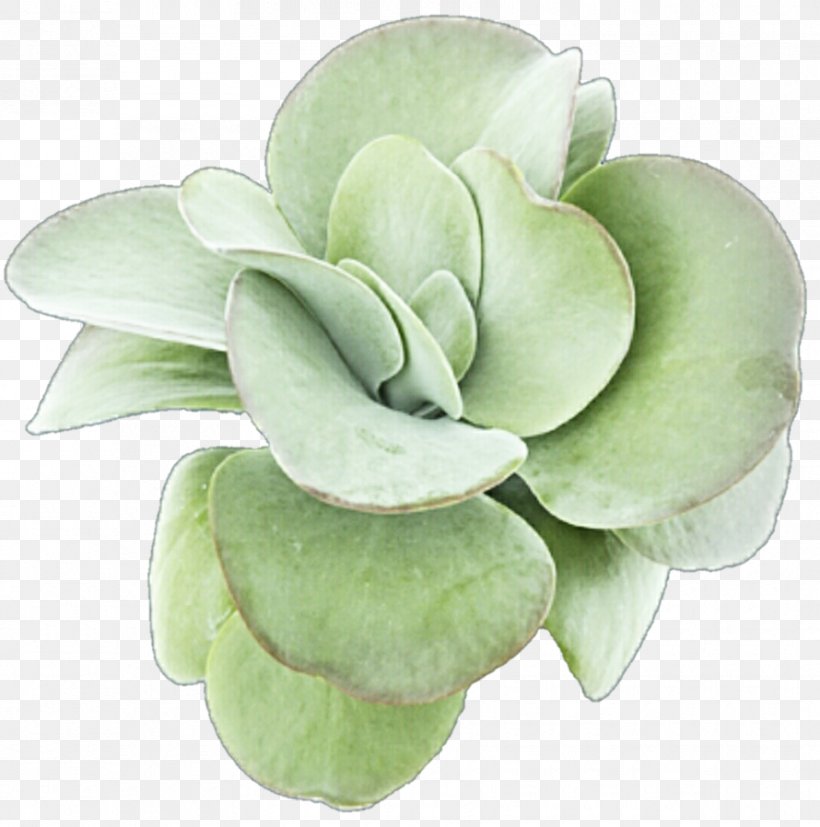 Succulent Plant Leaf Petal Clip Art, PNG, 890x898px, Succulent Plant, Deviantart, Flower, Flowerpot, Imgur Download Free