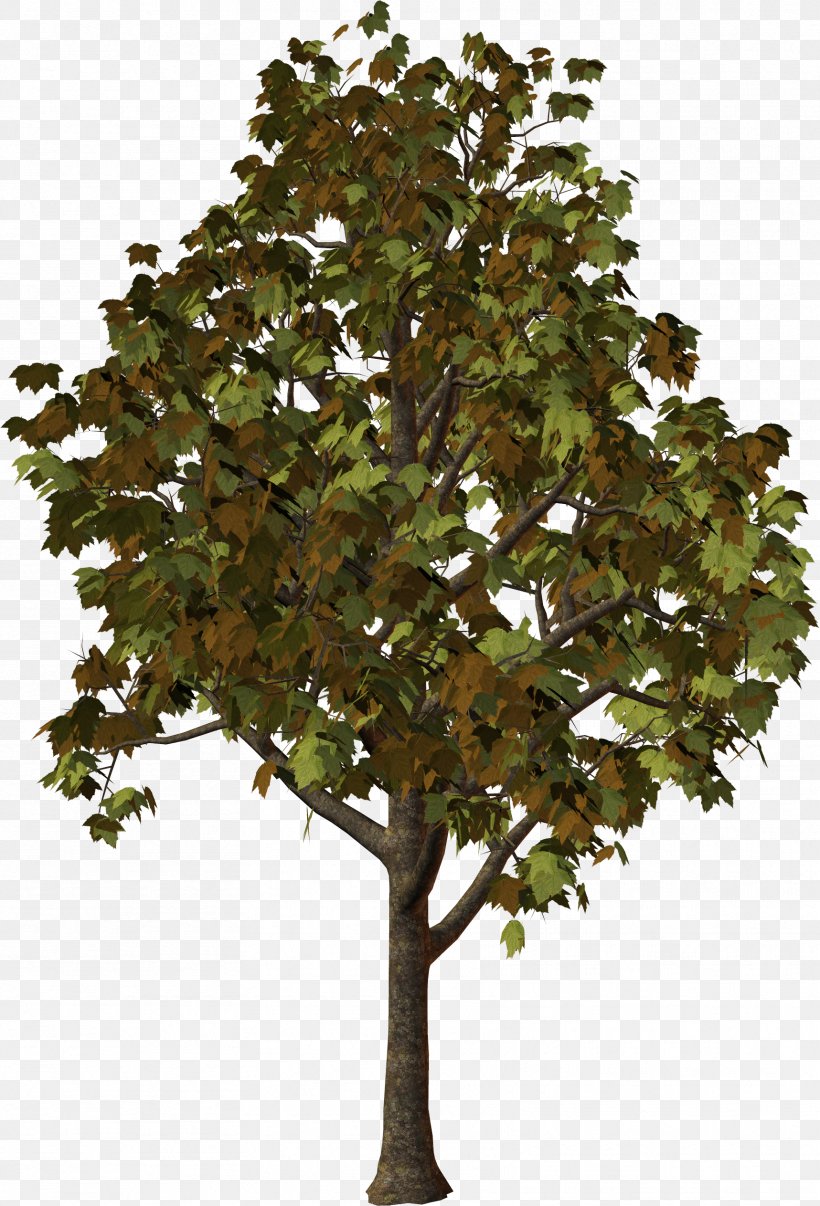 Zelkova Serrata Tree Clip Art, PNG, 1717x2527px, Zelkova Serrata, Bonsai, Branch, Computer Software, Evergreen Download Free