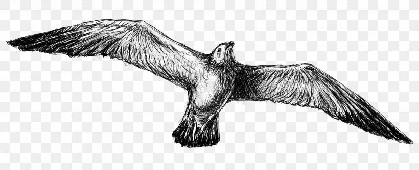 Bald Eagle Bird Beak Vulture Sketch, PNG, 2264x923px, Bald Eagle, Artwork, Beak, Bird, Bird Of Prey Download Free