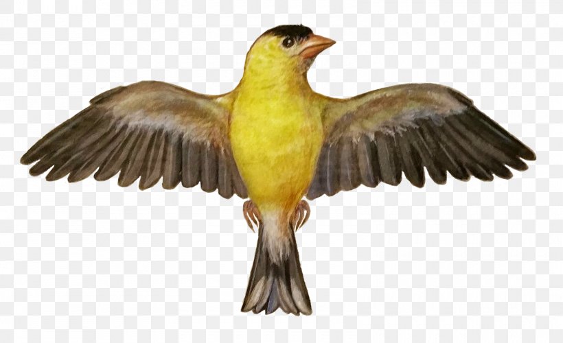 Bird Finch Beak Fauna Feather, PNG, 1600x977px, Bird, Animal, Beak, Fauna, Feather Download Free