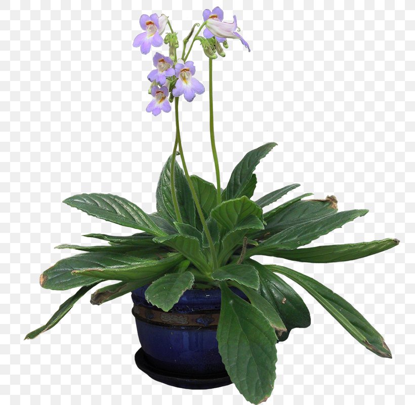 Bonsai, PNG, 800x800px, Orchids, Bonsai, Flower, Flowering Plant, Flowerpot Download Free