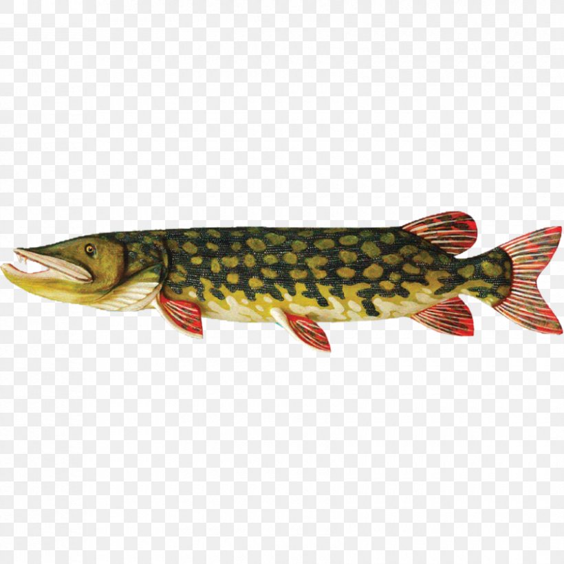 Coastal Cutthroat Trout Northern Pike Salmon Common Bream Rybinskie Ryby, PNG, 840x840px, Coastal Cutthroat Trout, Abramis, Bony Fish, Common Bream, Cutthroat Trout Download Free
