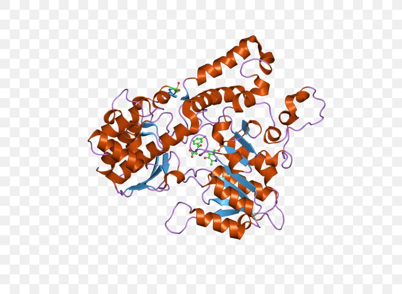 Kynureninase Human Biochemistry Enzyme Kynurenine, PNG, 800x600px, Human, Acid, Art, Biochemistry, Catalytic Triad Download Free