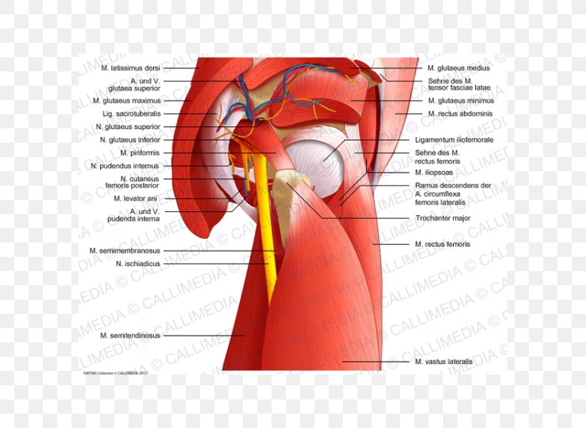 Muscles Of The Hip Pelvis Anatomy, PNG, 600x600px, Watercolor, Cartoon, Flower, Frame, Heart Download Free