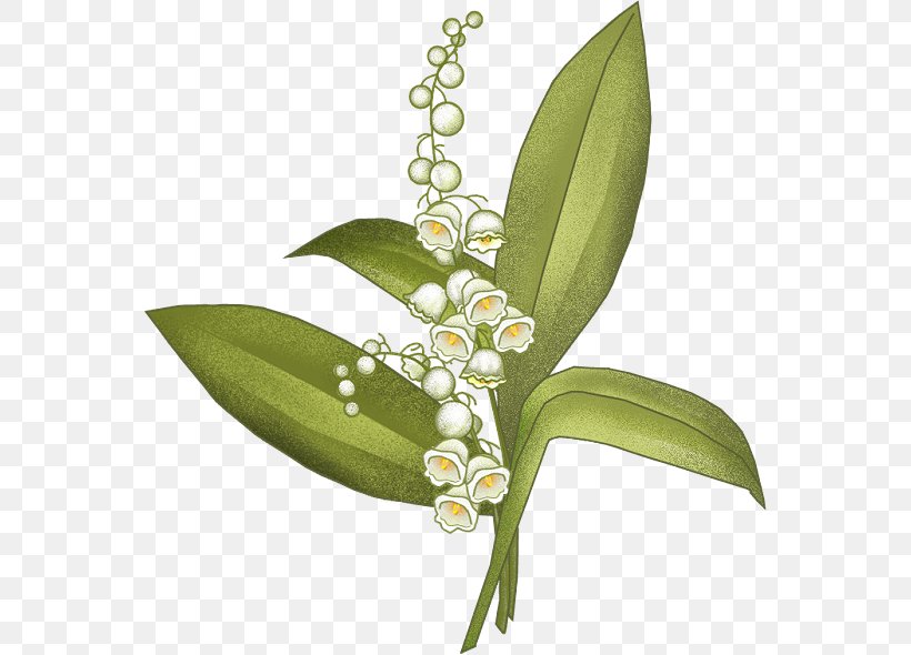 Arum-lily Flower Blog, PNG, 560x590px, Arumlily, Arum, Blog, Calla Lily, Centerblog Download Free