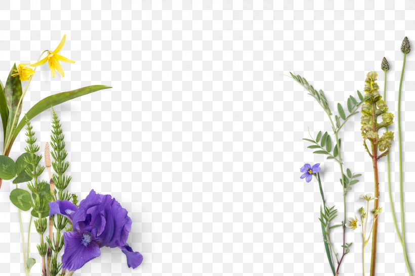 Flower Irises, PNG, 1920x1279px, Flower, Blue, Cut Flowers, Flora, Floral Design Download Free