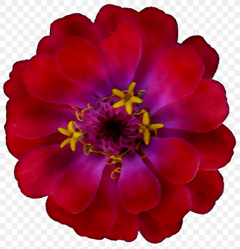 Primrose Violet Magenta Annual Plant Plants, PNG, 1248x1291px, Primrose, Annual Plant, Cut Flowers, Flower, Flowering Plant Download Free