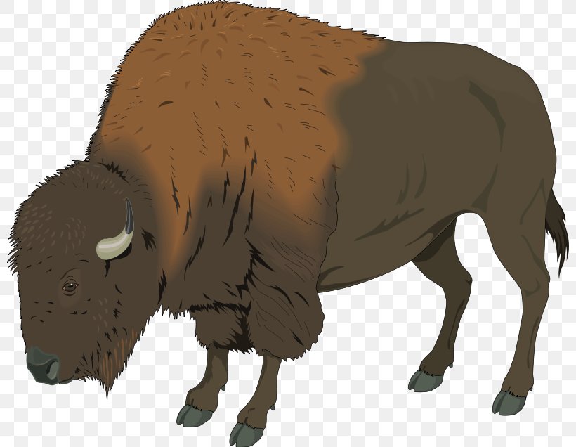 American Bison Deer Clip Art, PNG, 800x636px, Buffalo, African Buffalo, American Bison, Bison, Bull Download Free