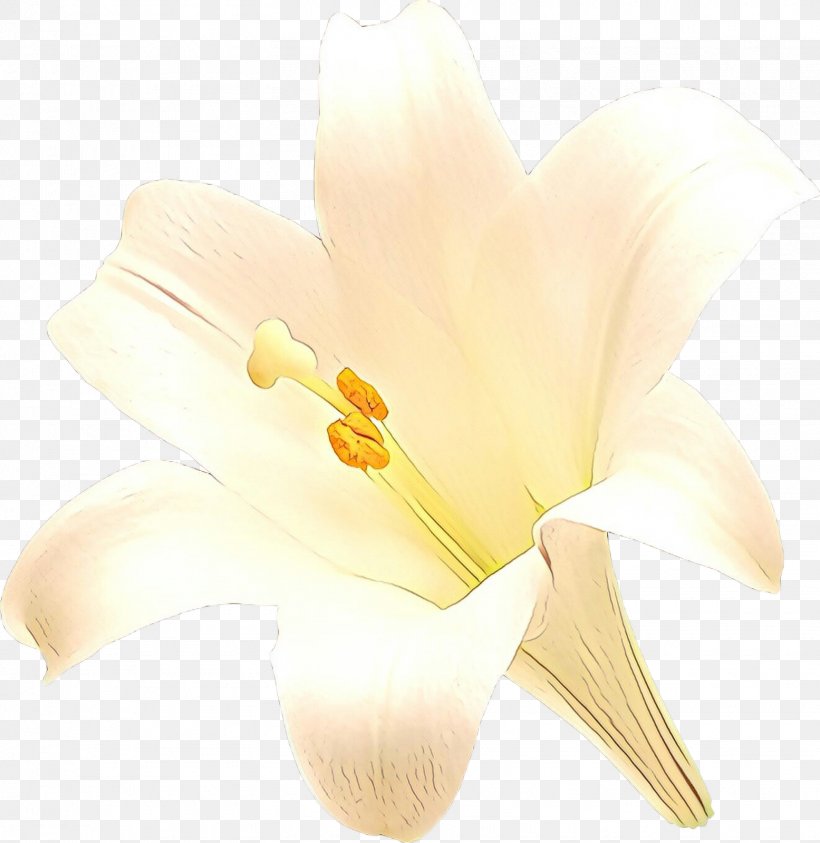 Arum Lilies, PNG, 1555x1600px, Arum Lilies, Arum, Crocus, Flower, Flowering Plant Download Free
