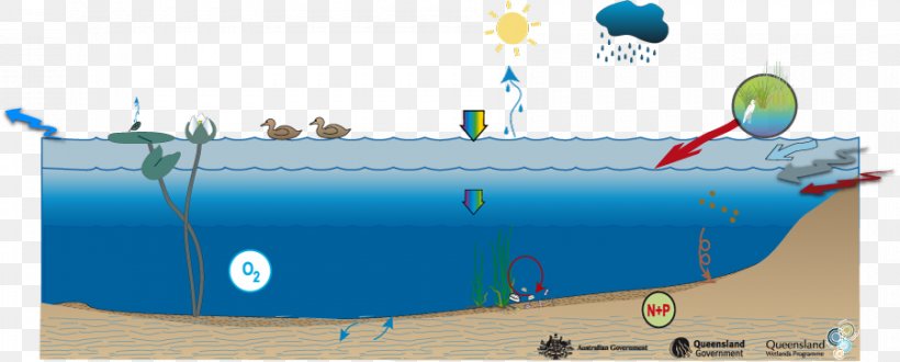 Lacustrine Deposits Lake Ecosystem Slättsjö Water Resources, PNG, 900x363px, Lake Ecosystem, Aquatic Ecosystem, Ecology, Ecosystem, Energy Download Free