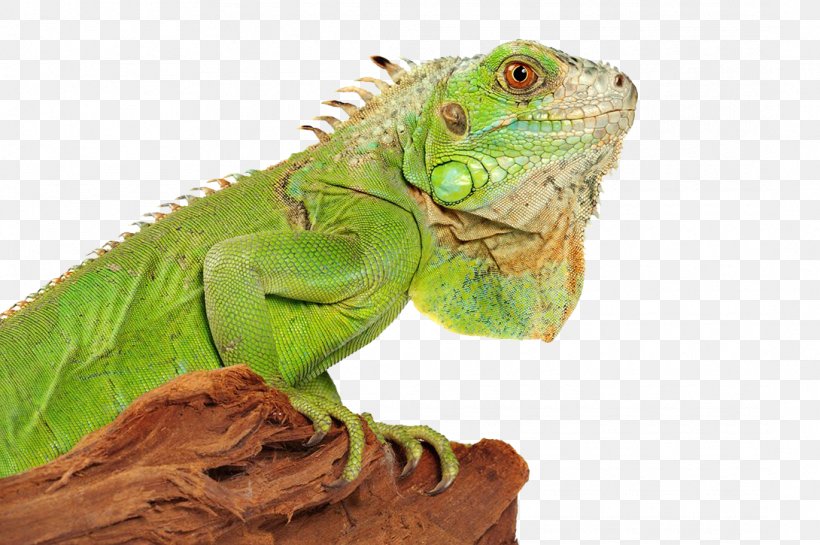 Lizard Green Iguana Reptile, PNG, 1090x725px, Green Iguana, Animal, Bearded Dragons, Central Bearded Dragon, Chameleons Download Free