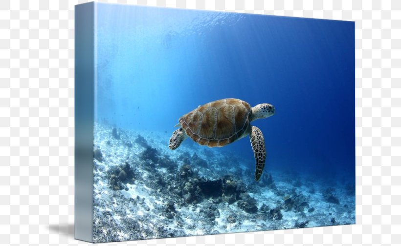 Loggerhead Sea Turtle Underwater, PNG, 650x504px, Loggerhead Sea Turtle, Art, Biology, Canvas, Emydidae Download Free