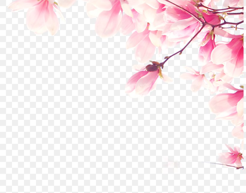 Adobe Illustrator TIFF, PNG, 804x644px, Tiff, Blossom, Cherry Blossom, Coreldraw, Floral Design Download Free