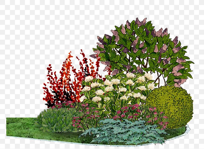 Flower Garden Common Lilac Bedding Conifers, PNG, 800x601px, Flower Garden, Annual Plant, Arborvitae, Barberry, Bedding Download Free