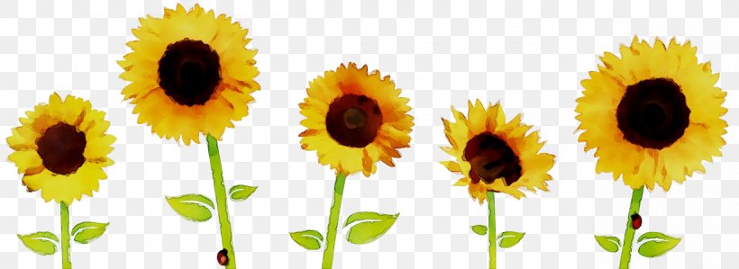 Clip Art Common Sunflower Image Illustration, PNG, 1280x468px, Common Sunflower, Annual Plant, Asterales, Closeup, Cuisine Download Free