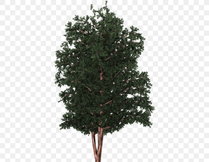 Spruce English Yew Christmas Tree Fir Pine, PNG, 400x634px, Spruce, Branch, Christmas Day, Christmas Decoration, Christmas Tree Download Free