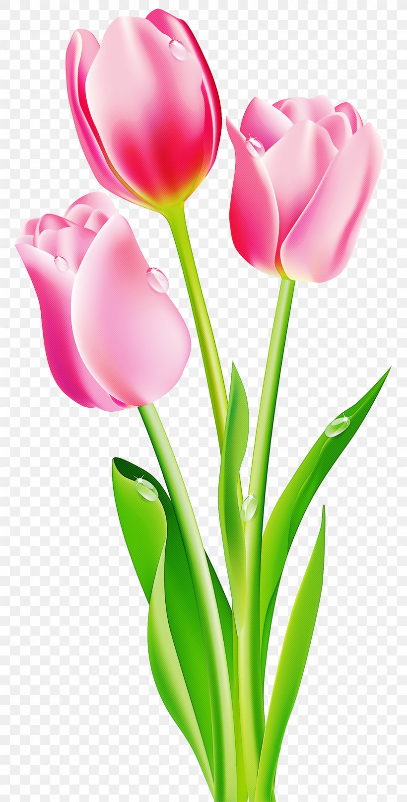 Tulip Flower Petal Cut Flowers Pink, PNG, 1500x2955px, Tulip, Cut Flowers, Flower, Pedicel, Petal Download Free