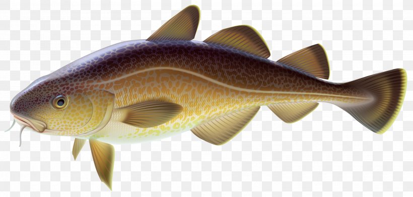 Common Carp Carp Fishing Goldfish Clip Art, PNG, 3000x1431px, Carp, Animal Figure, Bony Fish, Carp Fishing, Cod Download Free
