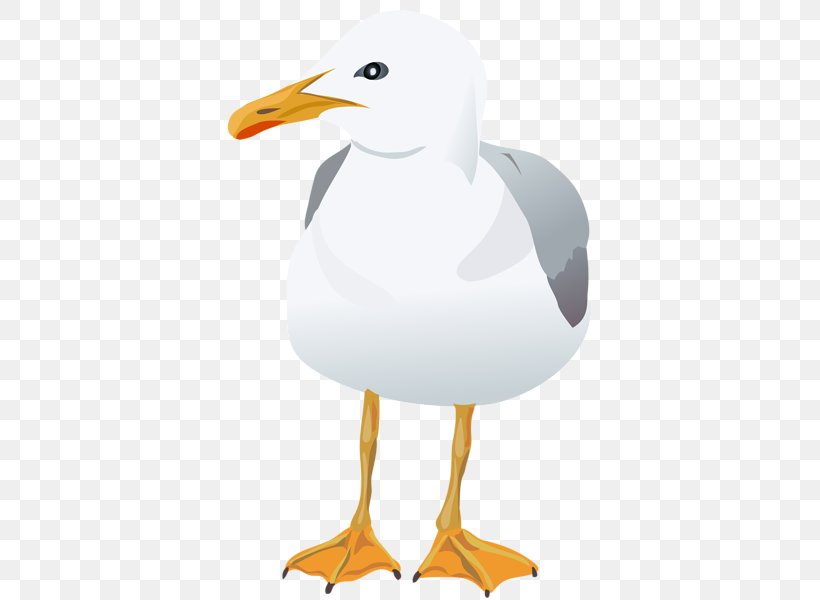 European Herring Gull Gulls Bird Clip Art, PNG, 371x600px, European Herring Gull, American Herring Gull, Beak, Bird, Charadriiformes Download Free
