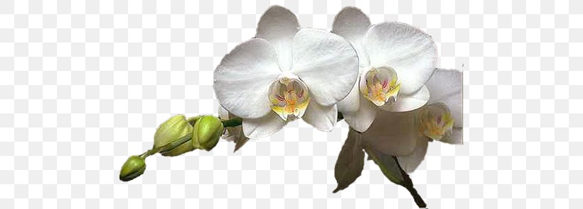 Moth Orchids Cut Flowers Clip Art, PNG, 484x295px, Moth Orchids, Blog, Blossom, Branch, Bud Download Free