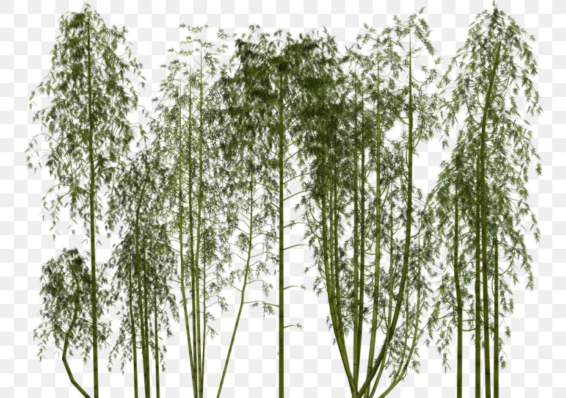 Bamboo Clip Art Image Giant Panda, PNG, 768x576px, Bamboo, Bamboo Shoot, Birch, Branch, Giant Panda Download Free